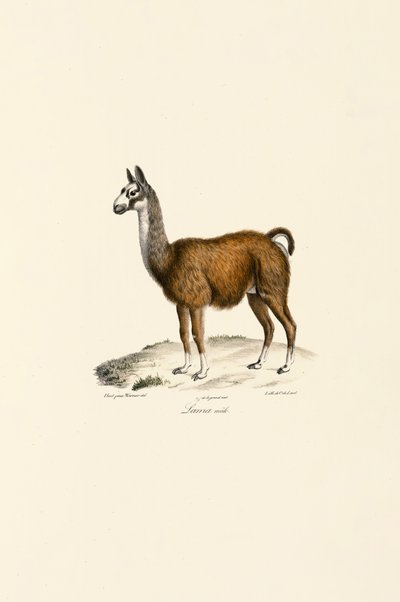  de Jacques Christophe Werner