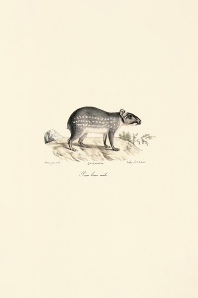 Paca moteada macho de Jacques Christophe Werner