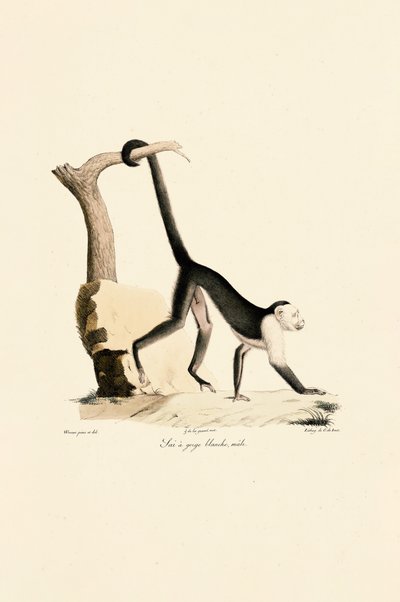  de Jacques Christophe Werner