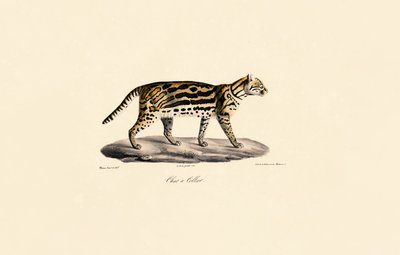  de Jacques Christophe Werner