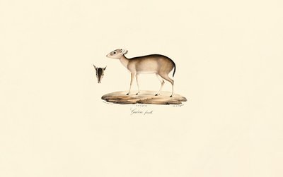 Buzo de Maxwell (Buzo Guéréi, Hembra) de Jacques Christophe Werner