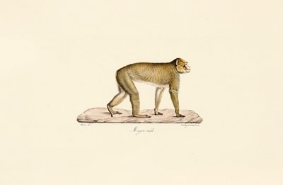 Macaco moro (macho) de Jacques Christophe Werner