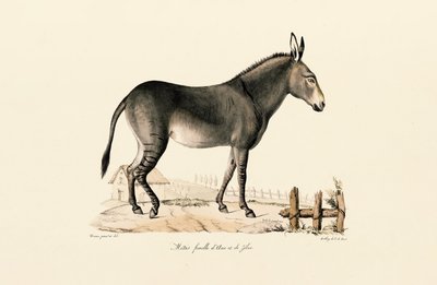  de Jacques Christophe Werner