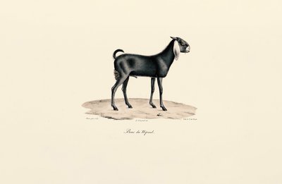 Cabra nepalesa de Jacques Christophe Werner