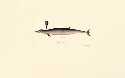 Ballena mular septentrional de Jacques Christophe Werner