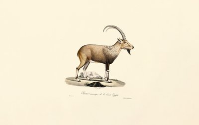  de Jacques Christophe Werner