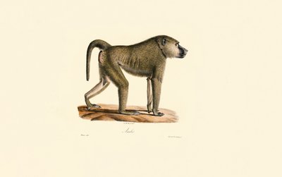 Babuino de Oliva de Jacques Christophe Werner