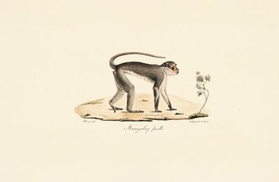  de Jacques Christophe Werner