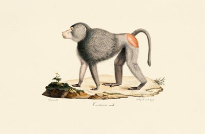  de Jacques Christophe Werner