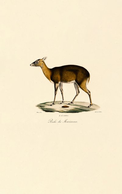 Ciervo moteado filipino (Visayan Spotted Deer) de Jacques Christophe Werner