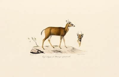  de Jacques Christophe Werner