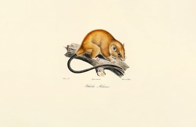  de Jacques Christophe Werner
