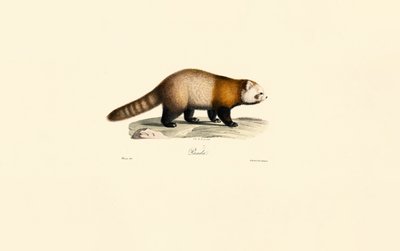 Panda rojo (Ailurus fulgens) de Jacques Christophe Werner