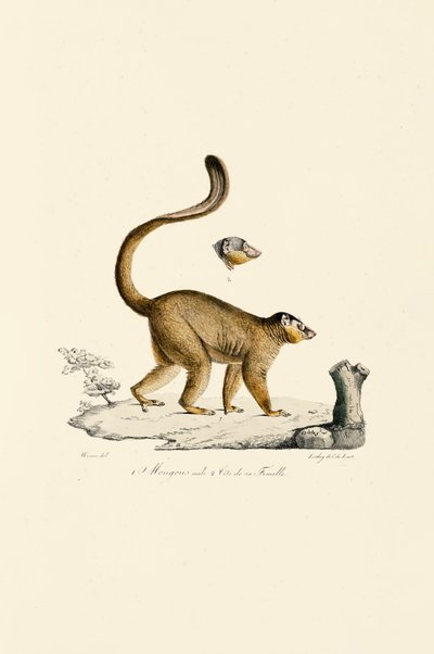 de Jacques Christophe Werner