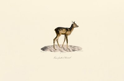 Corzo Leonado de Jacques Christophe Werner