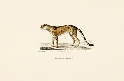 Guepardo de Senegal de Jacques Christophe Werner