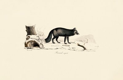 Zorro plateado de Jacques Christophe Werner