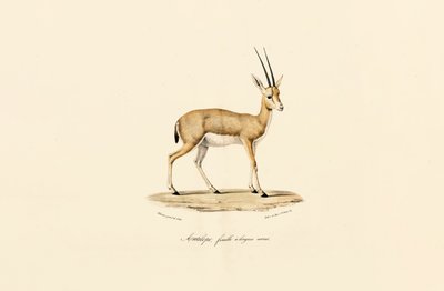  de Jacques Christophe Werner