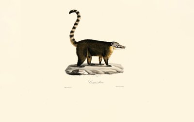 coatí sudamericano (Nasua nasua) de Jacques Christophe Werner
