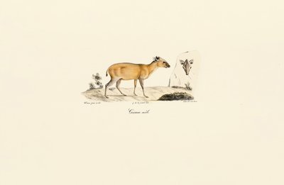  de Jacques Christophe Werner