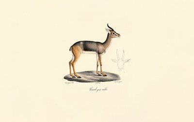 Antílope Révebi (Antílope Révebi, Macho) de Jacques Christophe Werner