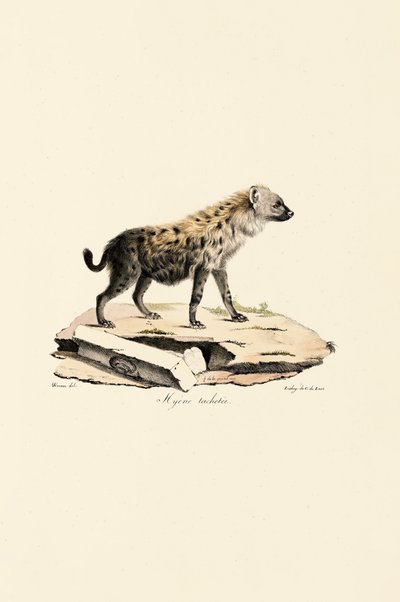 Hiena manchada de Jacques Christophe Werner