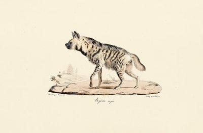 Hiena rayada de Jacques Christophe Werner
