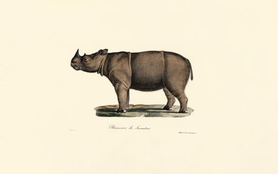 Sumatran Rhinoceros de Jacques Christophe Werner