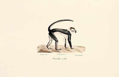  de Jacques Christophe Werner