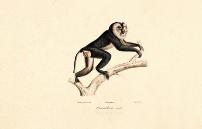 Mangabey de cuello blanco (macho) de Jacques Christophe Werner