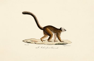  de Jacques Christophe Werner