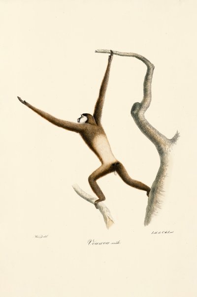 Gibón de manos blancas (Hylobates lar) de Jacques Christophe Werner