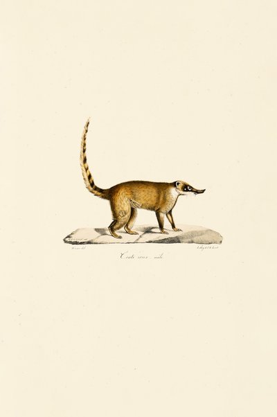 Coati de nariz blanca (macho) de Jacques Christophe Werner