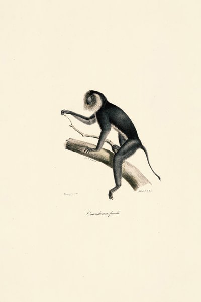  de Jacques Christophe Werner