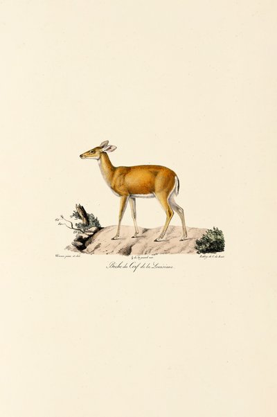 Ciervo de cola blanca Doe de Jacques Christophe Werner