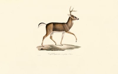  de Jacques Christophe Werner