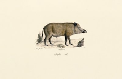 Jabalí de Jacques Christophe Werner