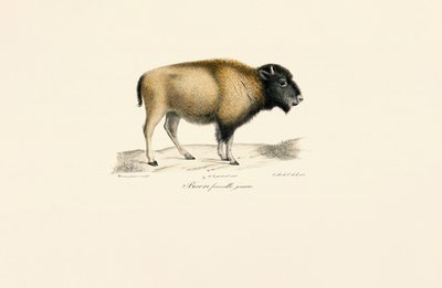 Joven bisonte americano de Jacques Christophe Werner