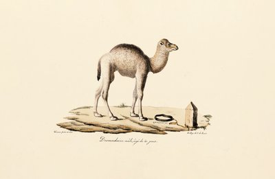 Camello dromedario joven de Jacques Christophe Werner