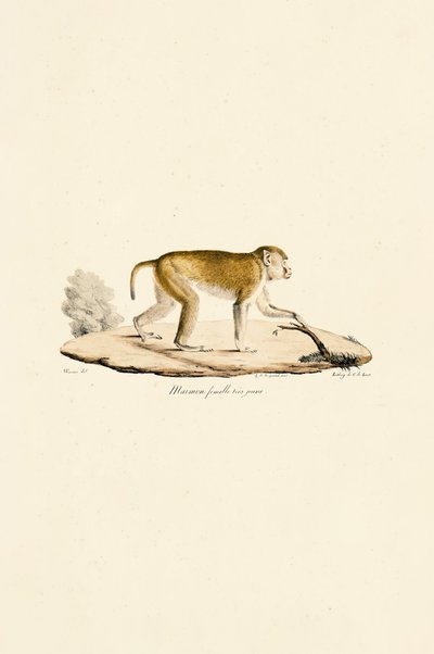  de Jacques Christophe Werner