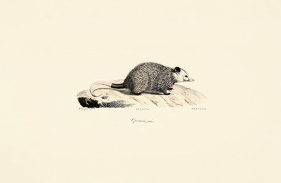 Zarigüeya joven de Jacques Christophe Werner