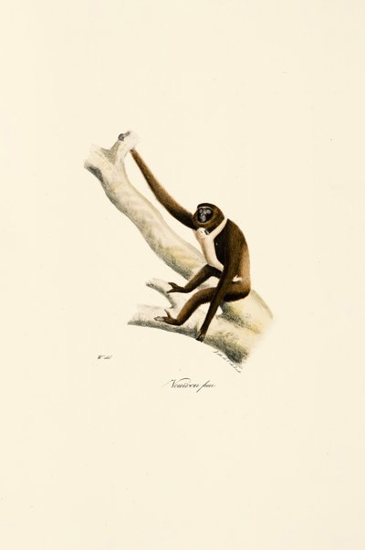 Joven gibón de manos blancas (Hylobates lar) de Jacques Christophe Werner