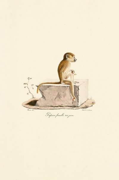 Hembra joven de babuino de Guinea de Jacques Christophe Werner