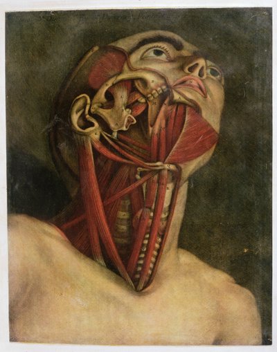 Sección transversal del lado derecho del cuello y la cara, c.1745 de Jacques Fabien Gautier d