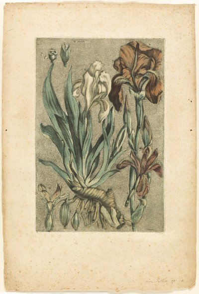 Iris Florentina, de Collection des plantes usuelles, curieuses, et étrangères de Jacques Fabien Gautier d