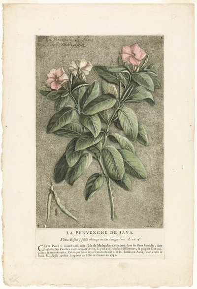 El bígaro de Java, de la Colección de plantas usuales, curiosas y extranjeras de Jacques Fabien Gautier d