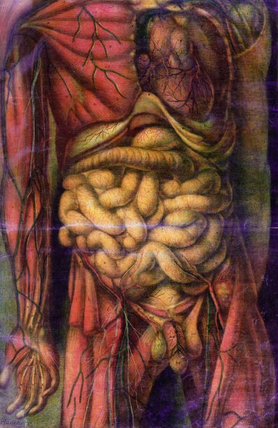Torso de un hombre mostrando los intestinos, de 