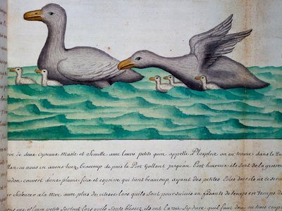 Patos llamados Ploplos, Estrecho de Magallanes, acuarela del cuaderno de bitácora de Jacques Gouin de Beauchesne (1652-1730), capitán de la Compagnie royale de la Mer du Sud, de 1698 a 1701, Francia de Jacques Gouin de Beauchesne