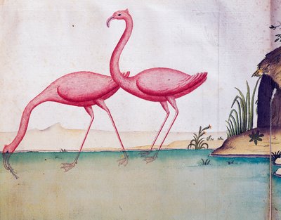 Flamencos rosados, Islas Galápagos, acuarela del cuaderno de bitácora de Jacques Gouin de Beauchesne (1652-1730), capitán de la Compagnie royale de la Mer du Sud, de 1698 a 1701, Francia de Jacques Gouin de Beauchesne