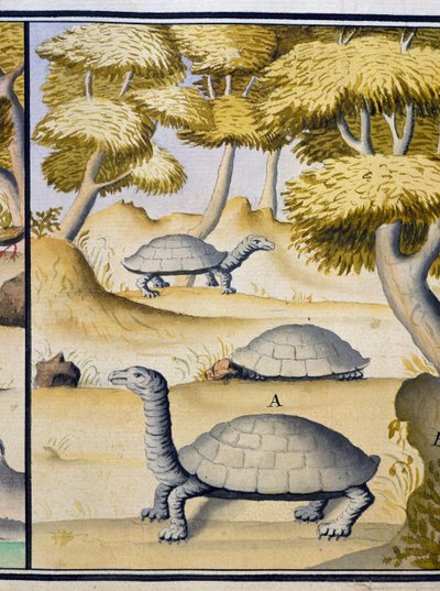 Tortugas, acuarela del cuaderno de bitácora de Jacques Gouin de Beauchesne (1652-1730), capitán de la Compagnie royale de la Mer du Sud, de 1698 a 1701, Francia de Jacques Gouin de Beauchesne